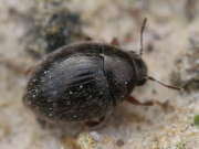 Thumbnail 62033 A