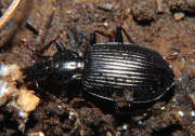 Thumbnail 62170 B