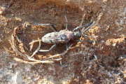 Thumbnail 62577 B