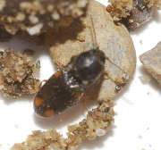 Thumbnail 63070 B