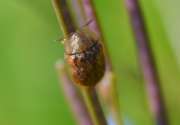 Thumbnail 63527 B
