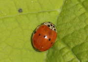 Thumbnail 64787 B