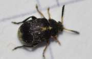 Thumbnail 67304 B