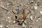 Thumbnail 67357 B