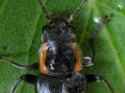Thumbnail 68131 B
