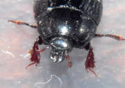 Thumbnail 68495 B