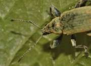 Thumbnail 68523 B