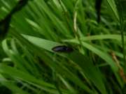 Thumbnail 68532 B