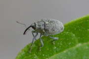 Thumbnail 68543 A