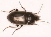Thumbnail 69571 B