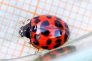 Thumbnail 69851 A