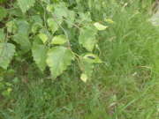 Thumbnail 72648 B