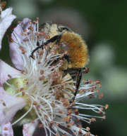 Thumbnail 73173 B