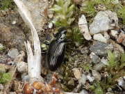 Thumbnail 73527 B