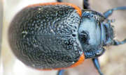 Thumbnail 74252 B