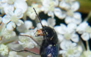 Thumbnail 76059 B