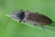 Thumbnail 77207 A