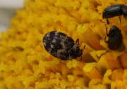 Thumbnail 77517 A