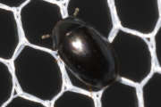 Thumbnail 77934 B