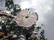 Thumbnail 78642 B
