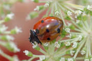 Thumbnail 78650 B
