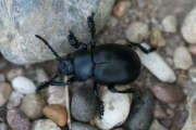 Thumbnail 78713 A