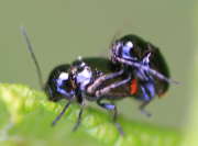 Thumbnail 79181 A