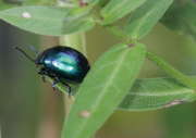 Thumbnail 79792 B