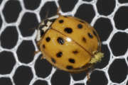 Thumbnail 79933 A