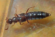 Thumbnail 83183 A
