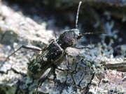 Thumbnail 83316 B