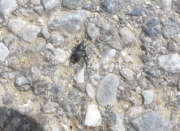 Thumbnail 84956 B