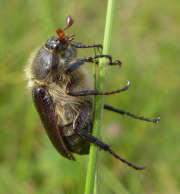 Thumbnail 85082 B