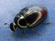 Thumbnail 85458 B