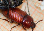 Thumbnail 86280 B