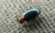 Thumbnail 87252 A