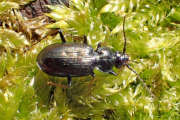 Thumbnail 87376 B