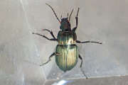 Thumbnail 87815 B