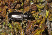 Thumbnail 87951 B