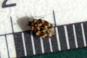 Thumbnail 89346 B