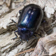 Thumbnail 89402 B