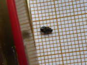 Thumbnail 89862 B