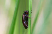 Thumbnail 91003 B