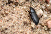 Thumbnail 92303 B