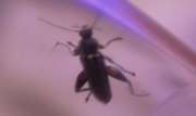 Thumbnail 92642 B