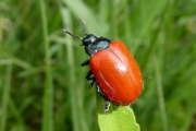 Thumbnail 92742 B
