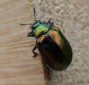 Thumbnail 92951 A
