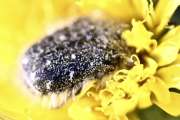 Thumbnail 93178 A