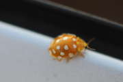 Thumbnail 93372 B