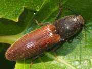 Thumbnail 93834 A